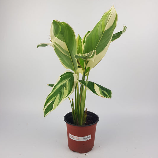 Maranta Arrowroot (P150)