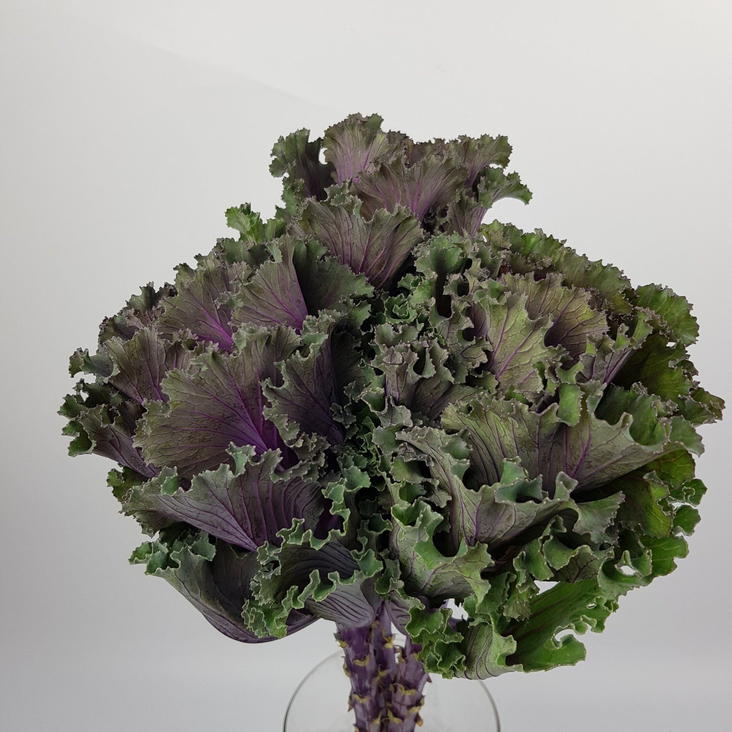 Kale - Dark Purple