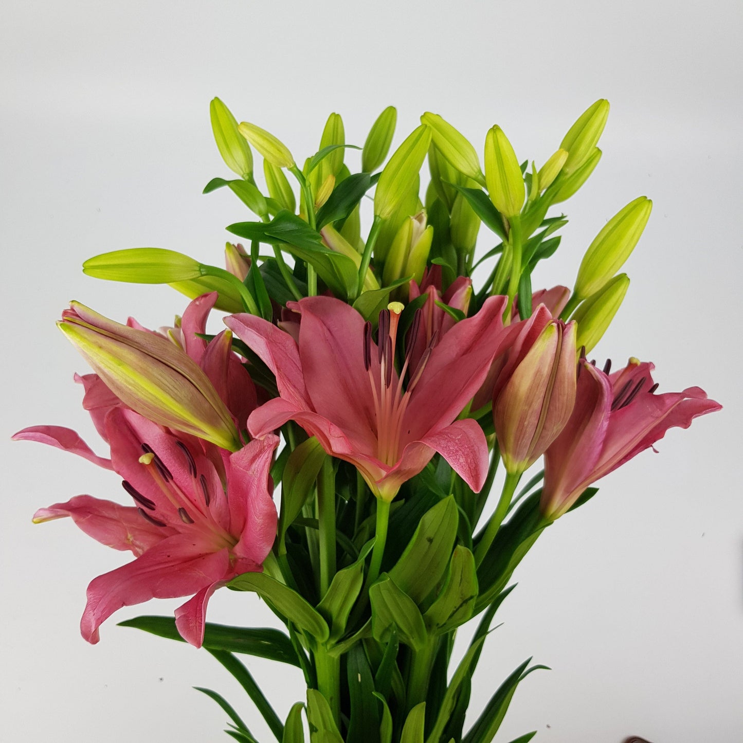 Lily - LA Yerseke Dark Pink