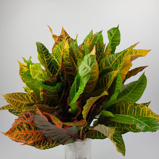 Codiaeum Leaf 50cm - 10 Stems