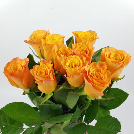 Rose - Glorious Orange (10 stems)