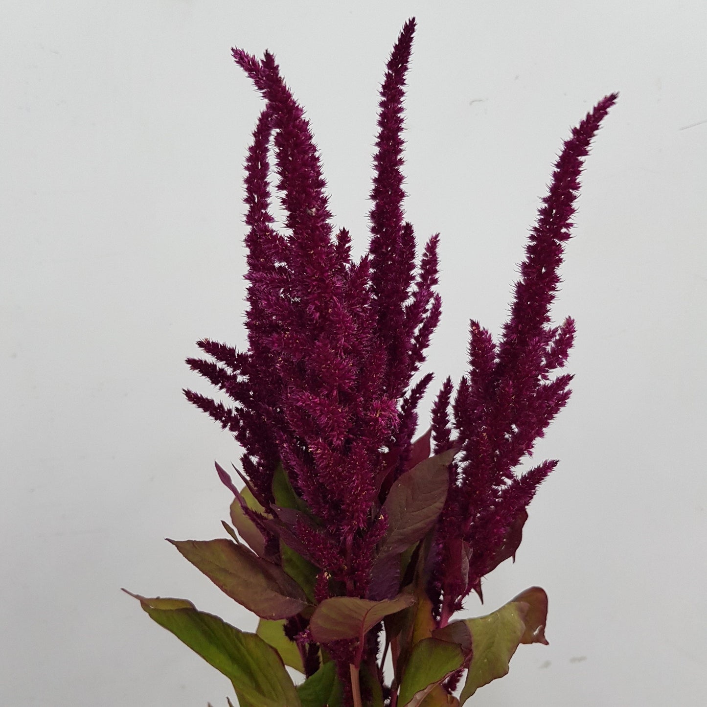 Astilbe - Dark Red