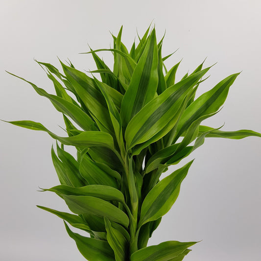 Dracaena Sandriana Leaf - Green