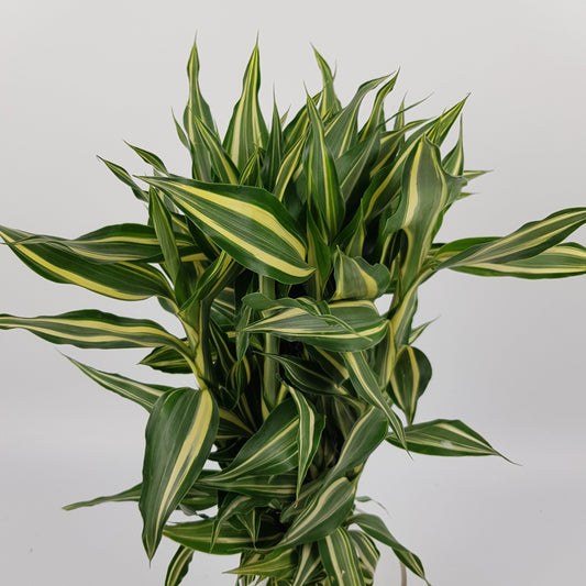 Dracaena Sandriana Leaf - 2 Tone Dark Green