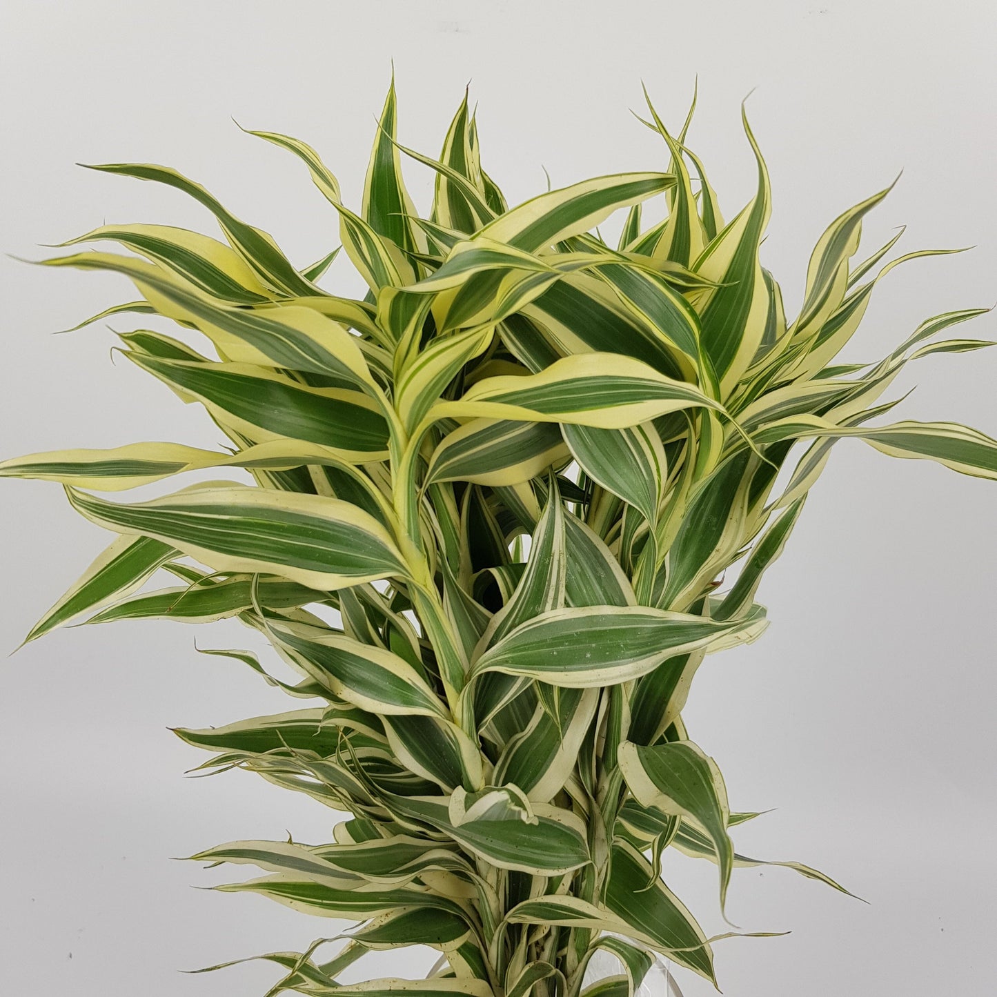 Dracaena Sandriana Leaf - Light Green