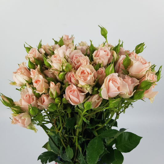 Rose Spray Rosanella 50cm - Light Pink (10 Stems)