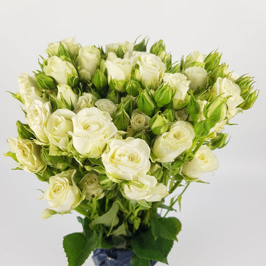 Rose Spray Snow Bubble 40cm - White (10 Stems)