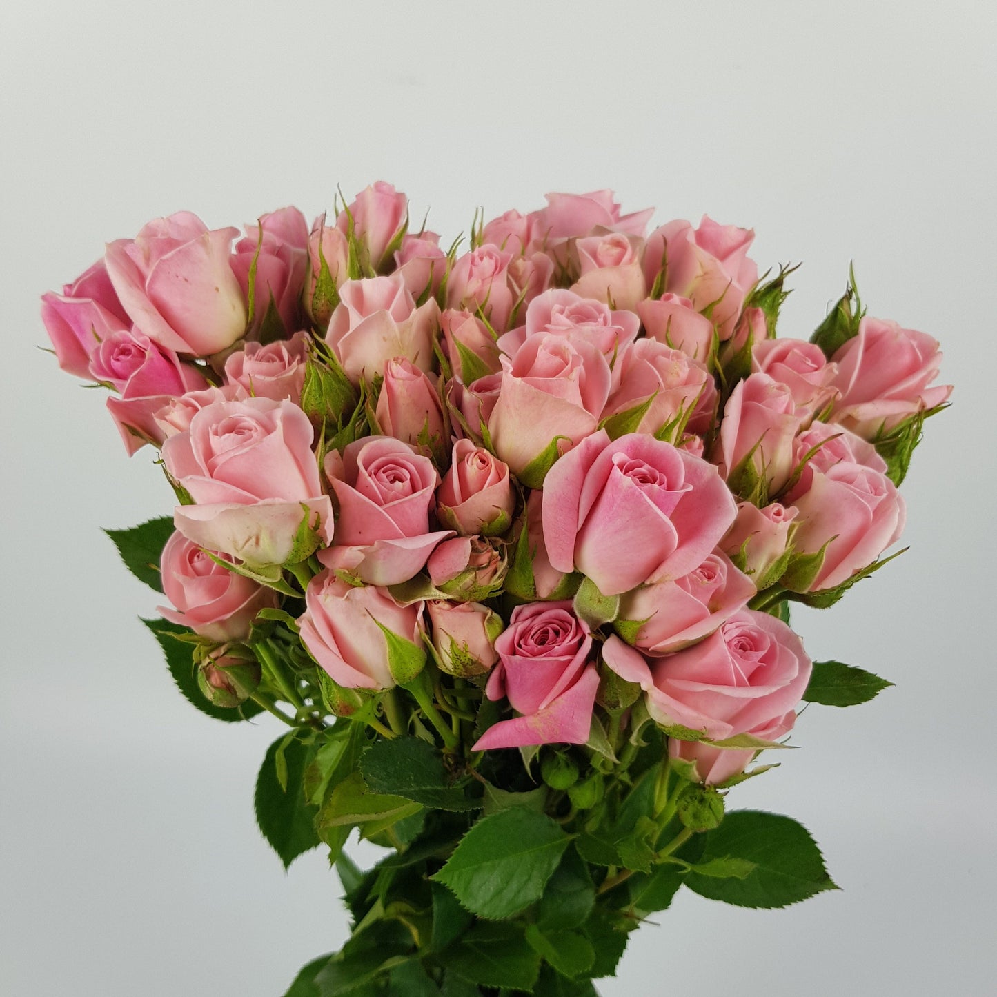 Rose Spray Odilia 50cm - Light Pink (10 Stems)