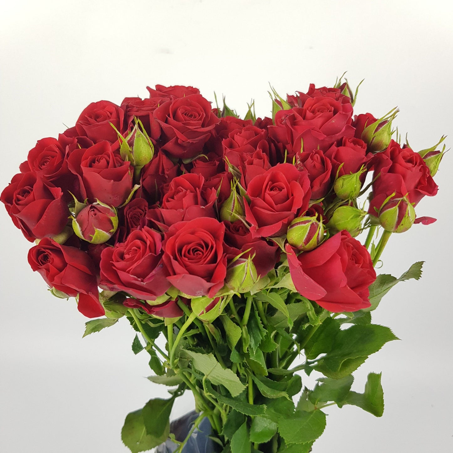 Rose Spray Mirabel Red 50cm - Red (10 Stems)