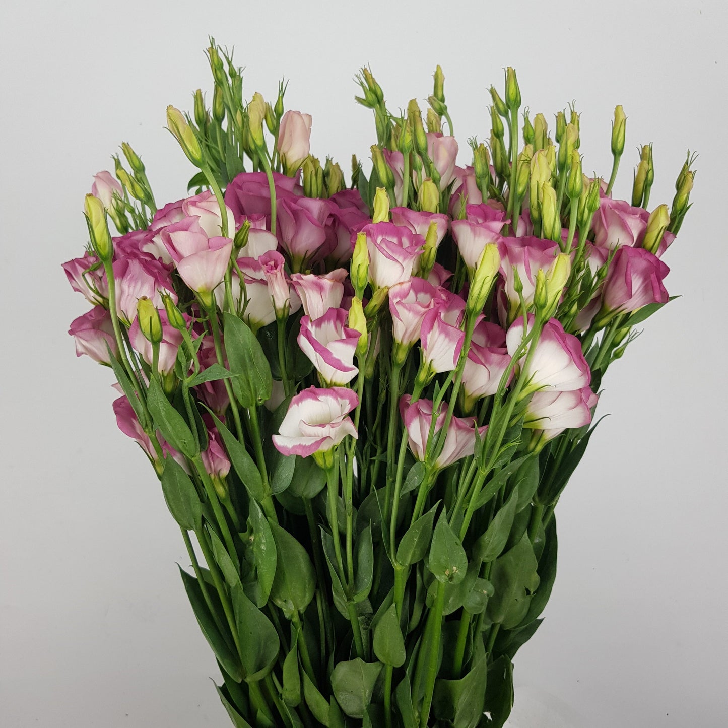 Eustoma - 2 Tone Pink (500g)