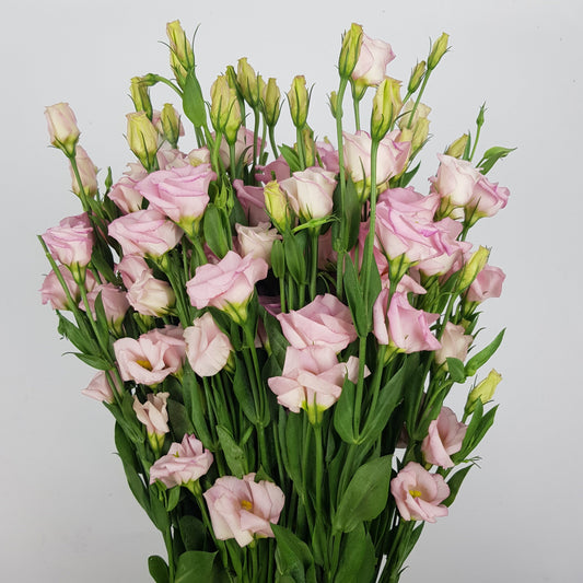 Eustoma Mini - Light Pink