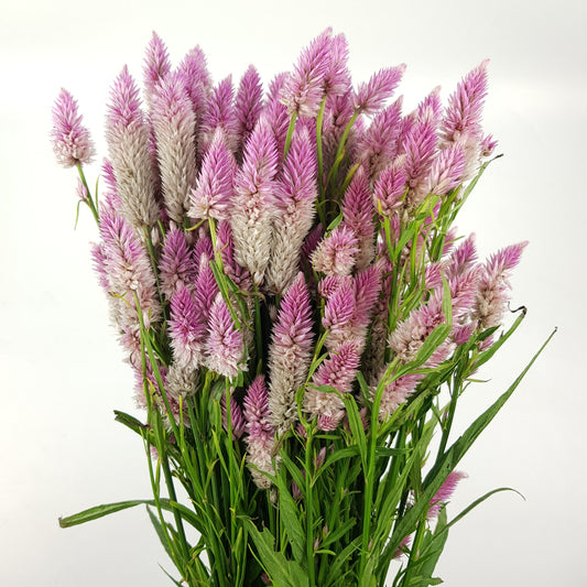 Celosia Spray - Pink