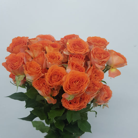 Rose Spray - Orange