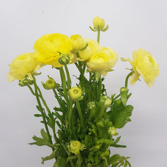 Ranunculus - Yellow