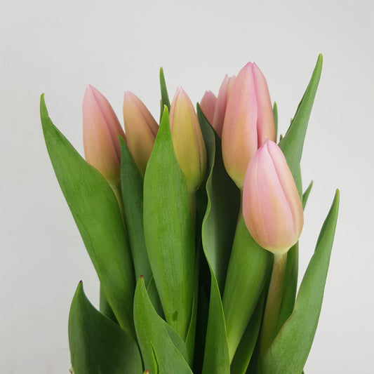 [Fully Bloom] Tulip - 2 Tone Pink