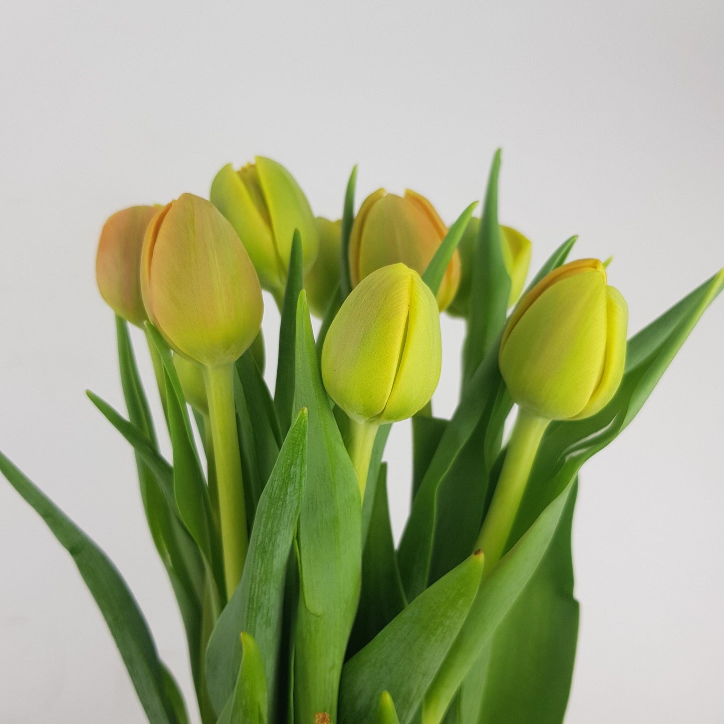 Tulip Double - Light Yellow