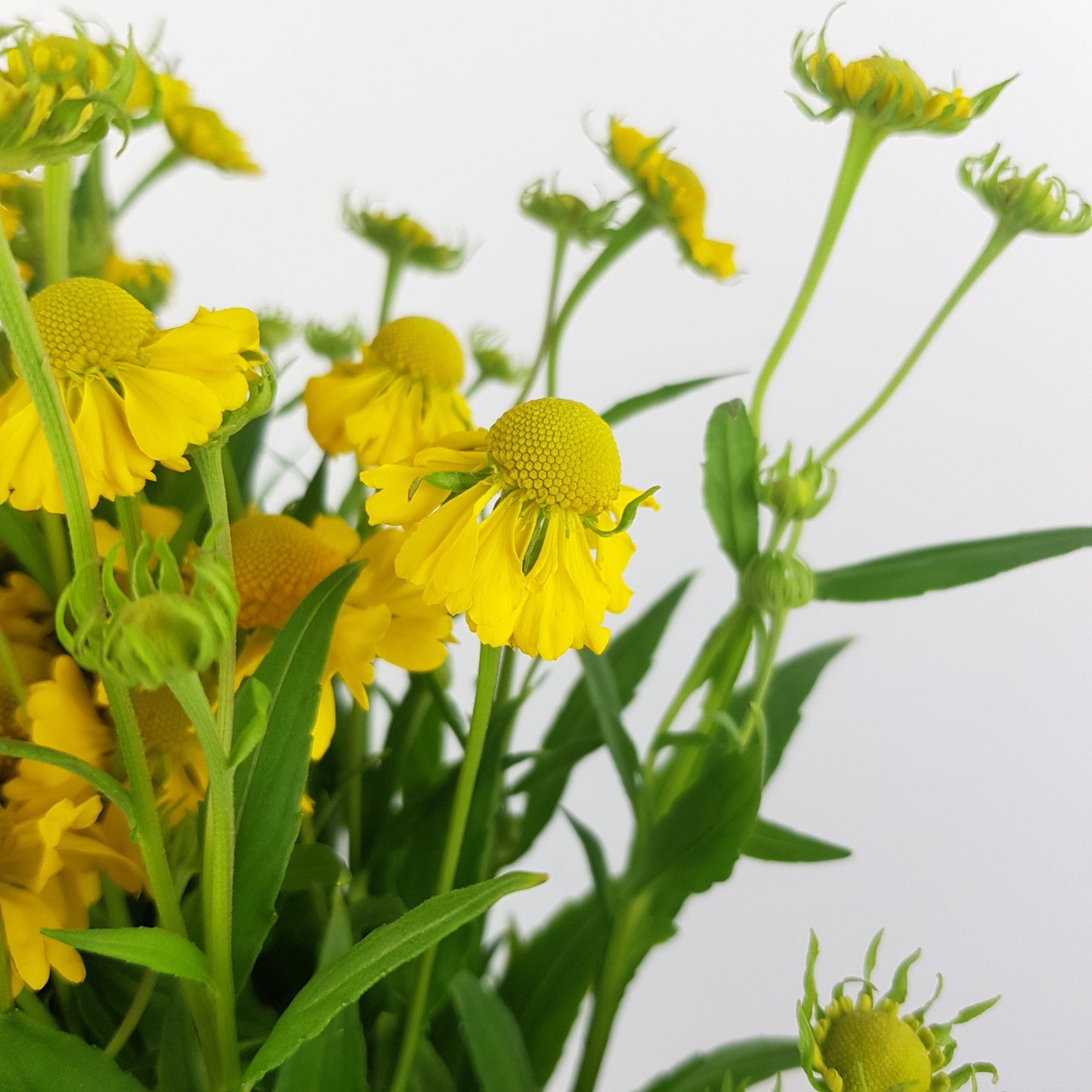 Paint Chrysanthemum  - Yellow