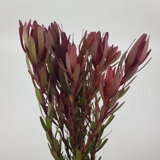 Leucadendron  - Red