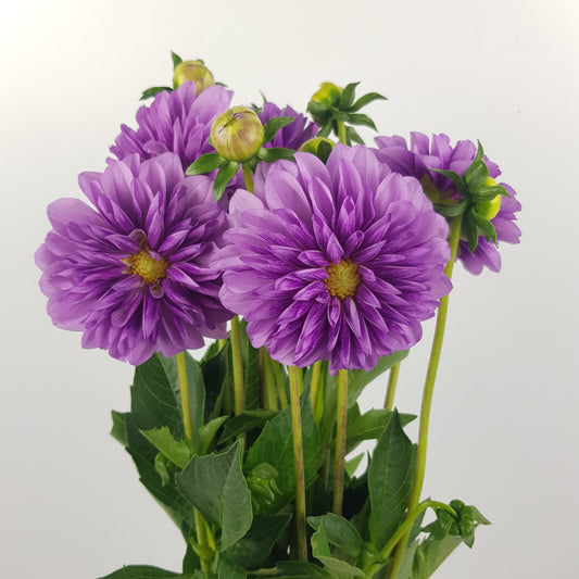 Dahlia  - Purple