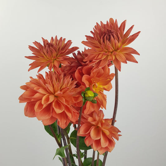 Dahlia  - Orange