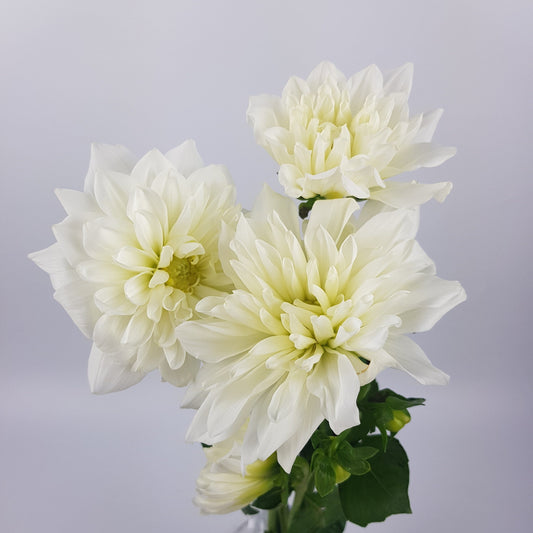 Dahlia  - White