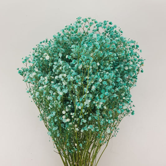 Gypsophilla Baby Breath 10st   - Turquoise