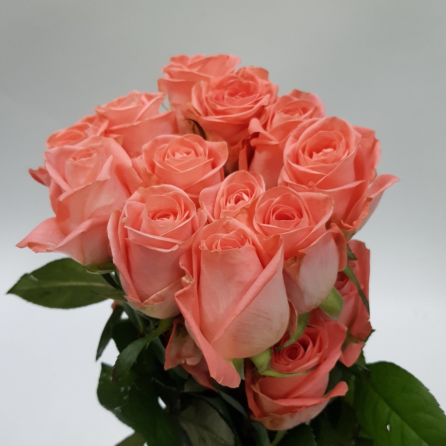 Rose Giardina - Salmon Orange 50cm [20 Stems]