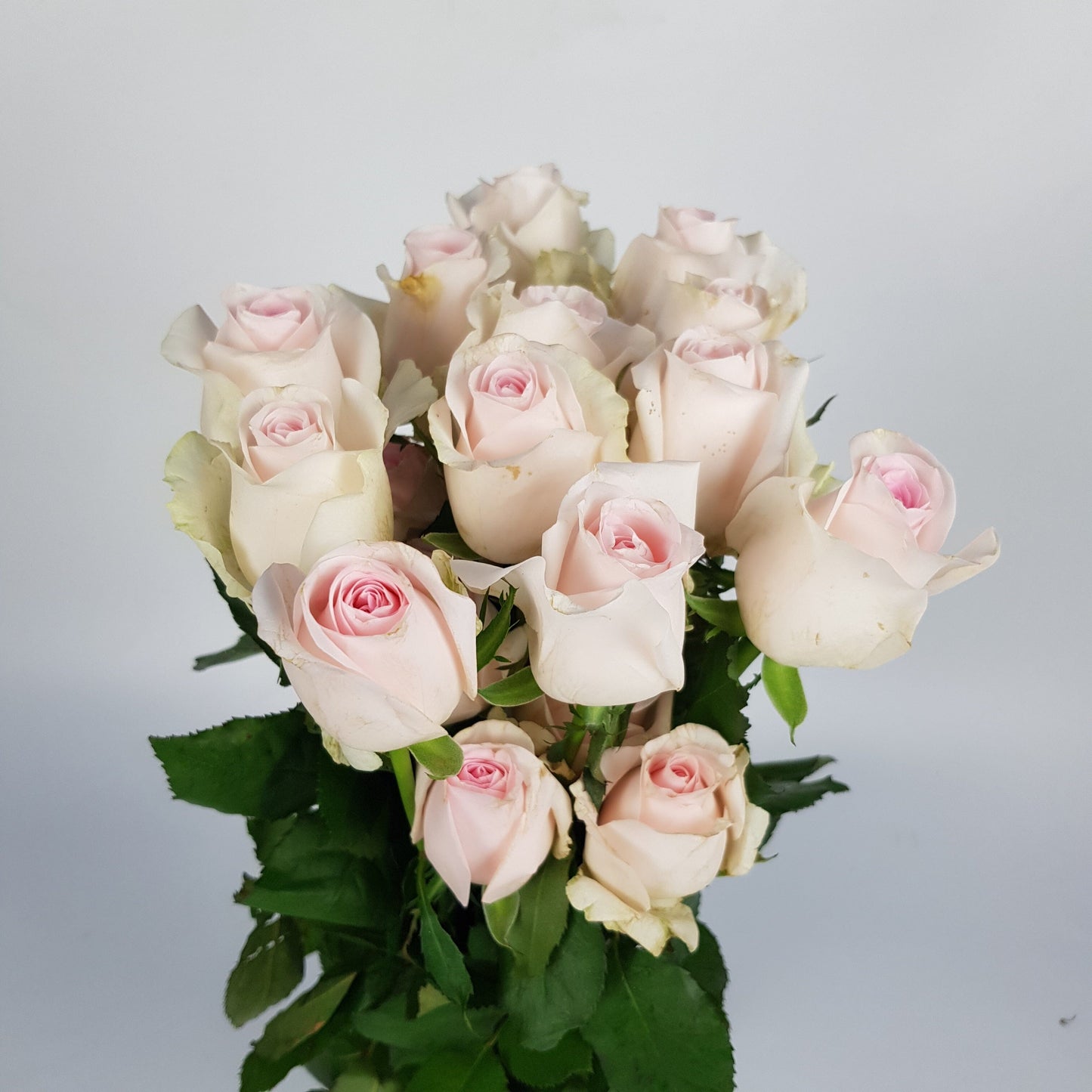 Rose Sweet Revival - 2 Tone Pink 50cm [20 Stems]