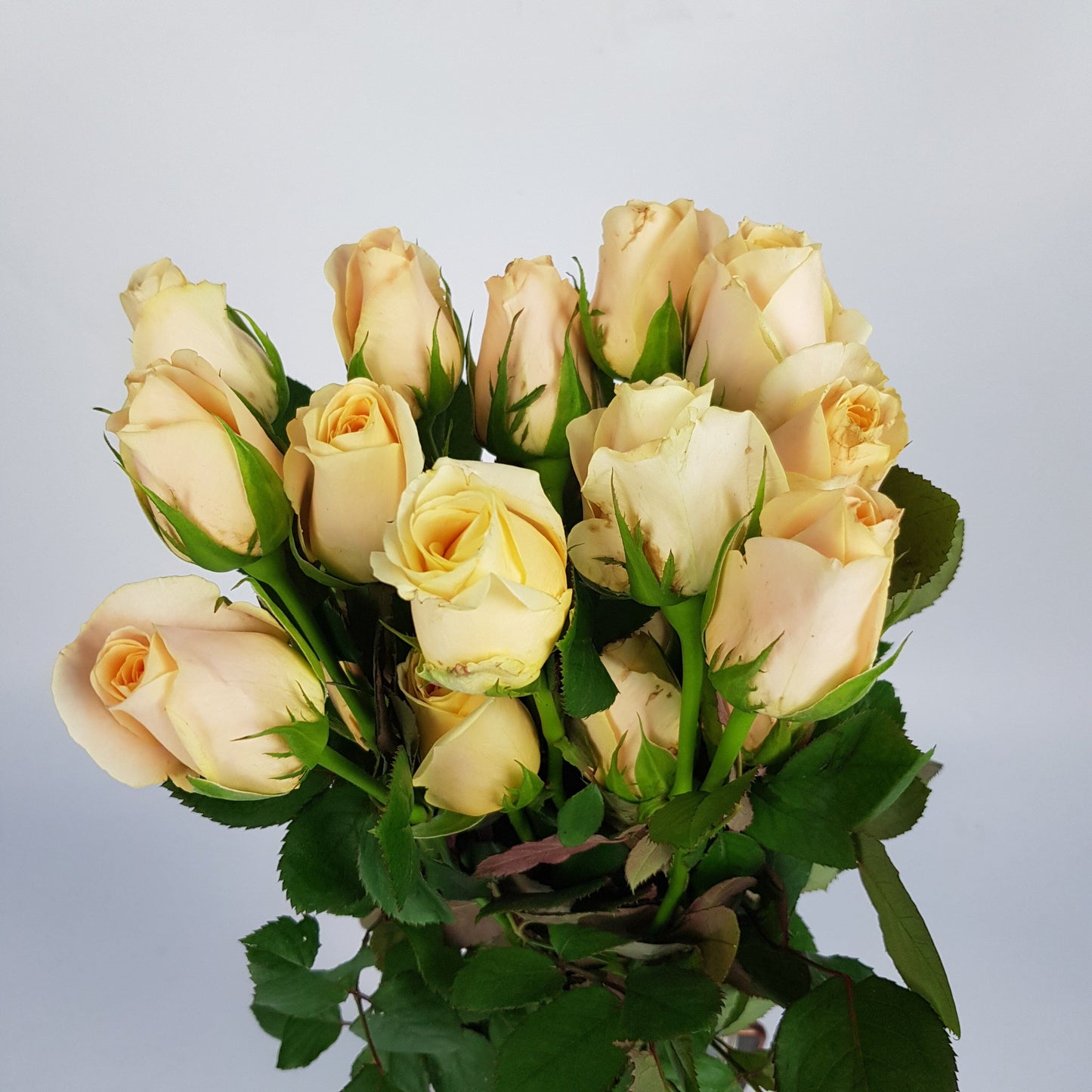 Rose Cashmere - Peach 50cm [20 Stems]