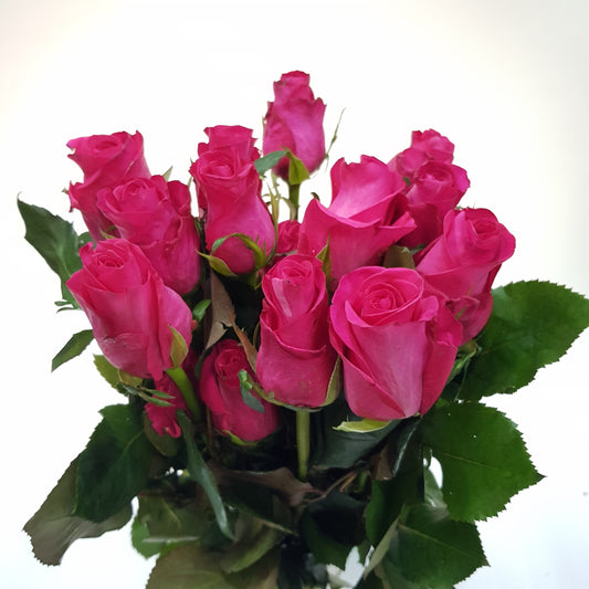 Rose - Shocking Pink 50cm [20 Stems]