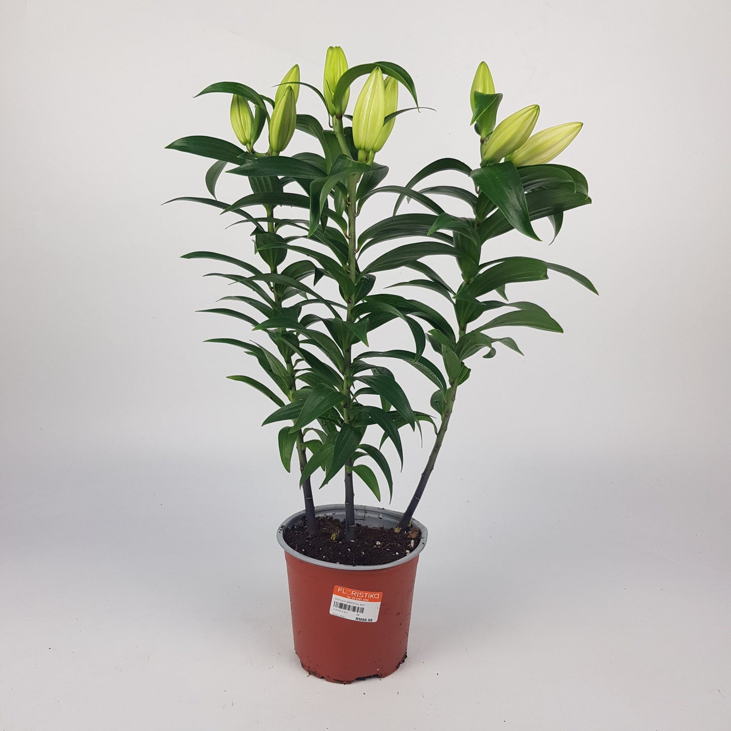 Lily Oriental 40 cm