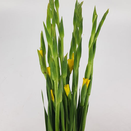 Gladioulus CNY  - Yellow