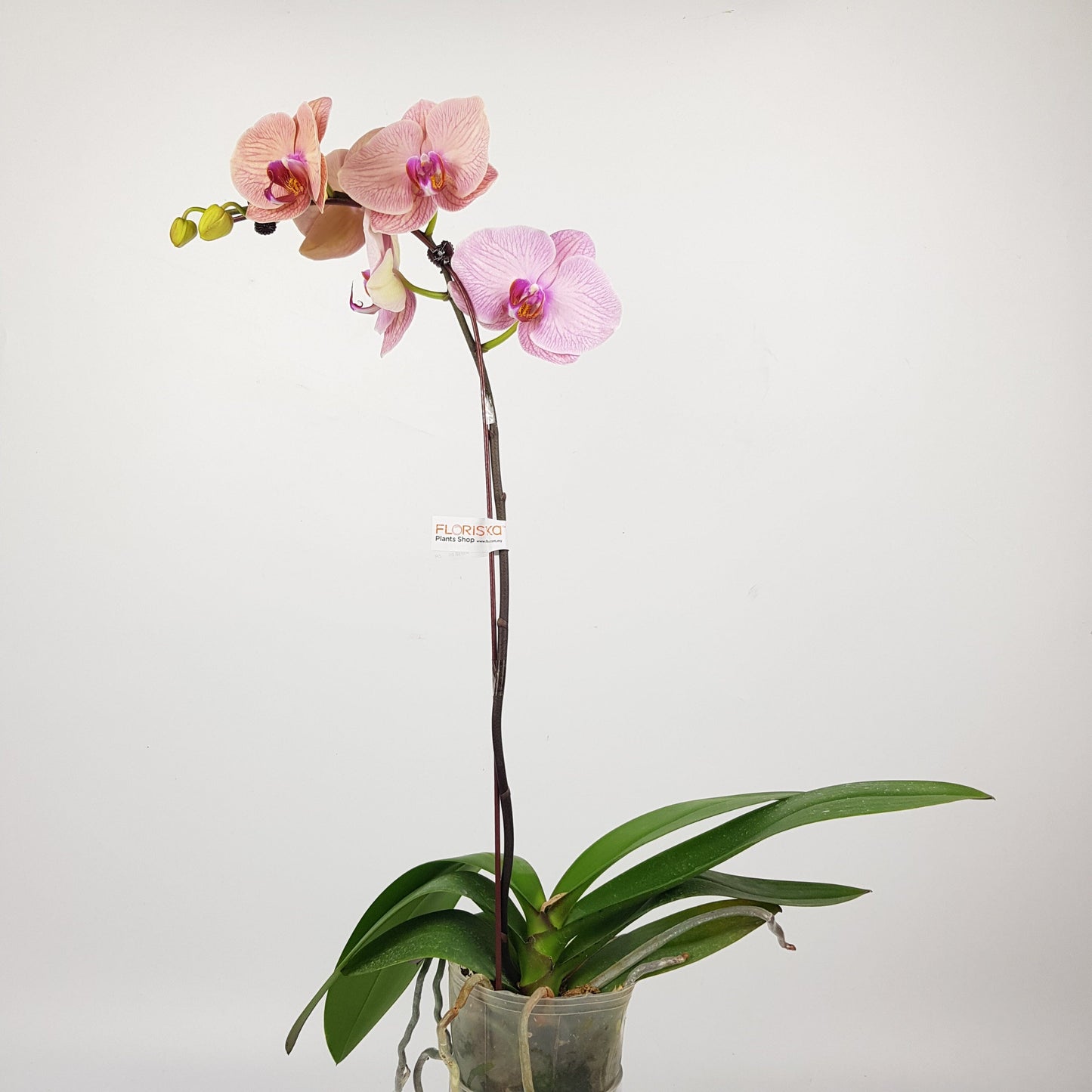 Phalaenopsis - 2 Tone Purple Yellow (With Transparent Plastic Pot)