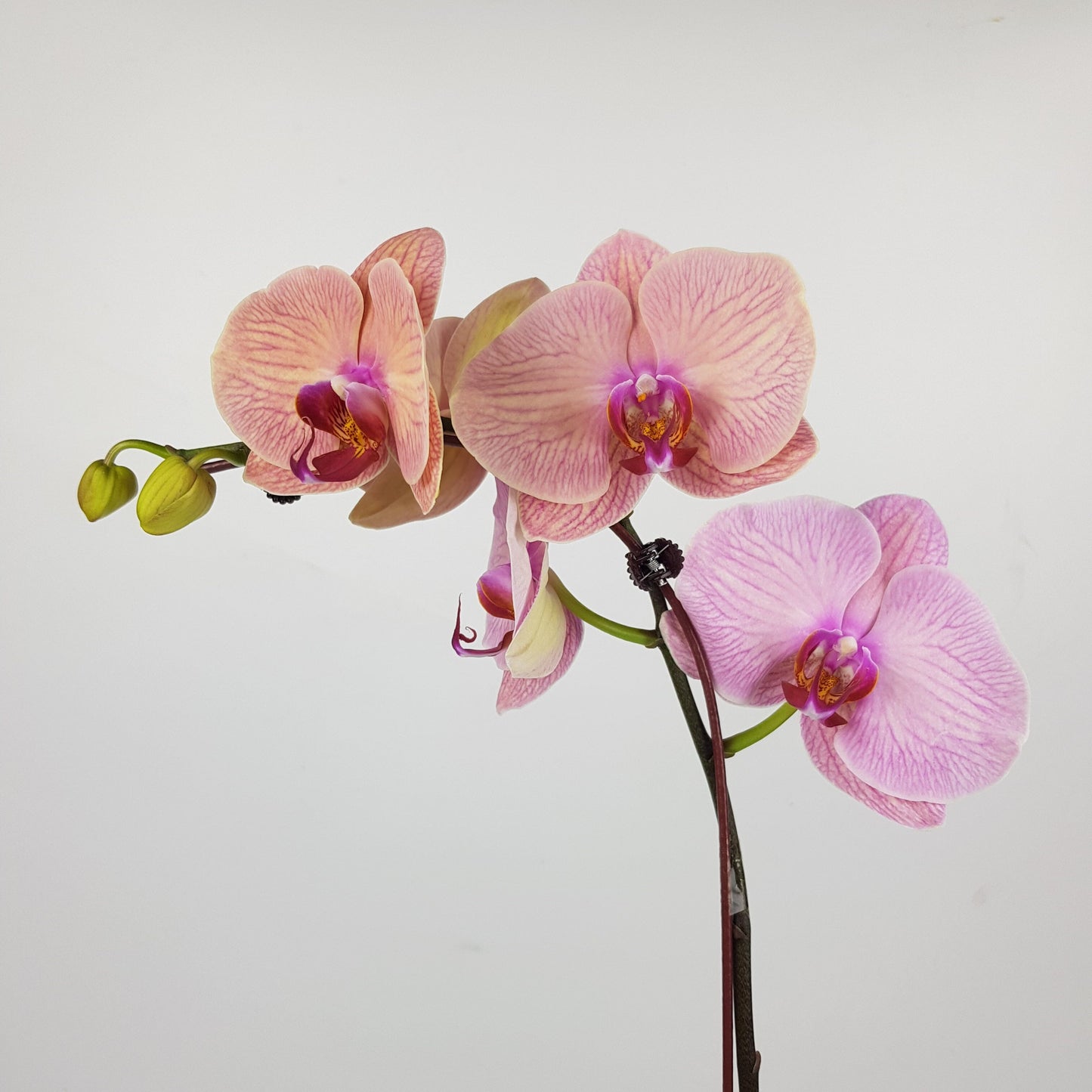 Phalaenopsis - 2 Tone Purple Yellow (With Transparent Plastic Pot)