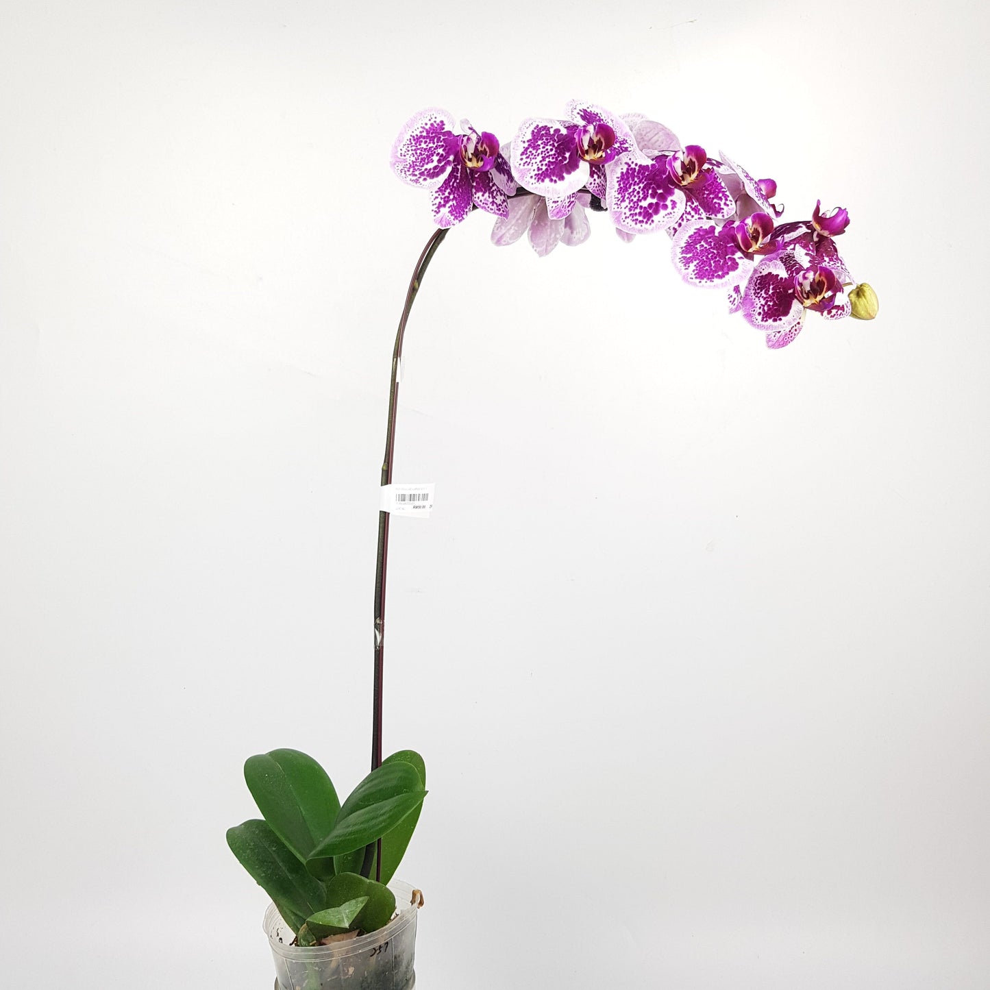 Phalaenopsis - Purple Dotted (With Transparent Plastic Pot)