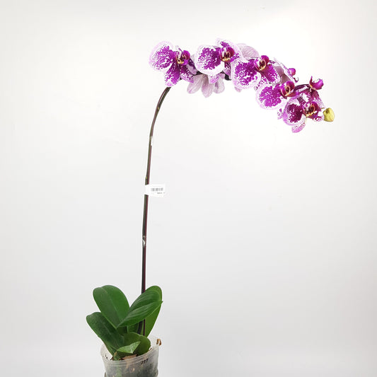 Phalaenopsis - Purple Dotted (With Transparent Plastic Pot)