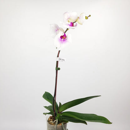 Phalaenopsis (Imported) - White *Without Pot*