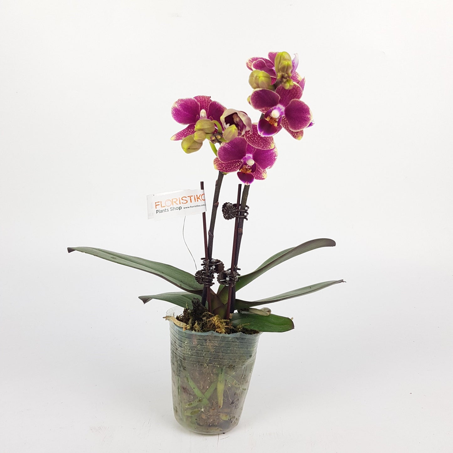 Phalaenopsis Mini  - 2 Tone Purple *Without Pot*