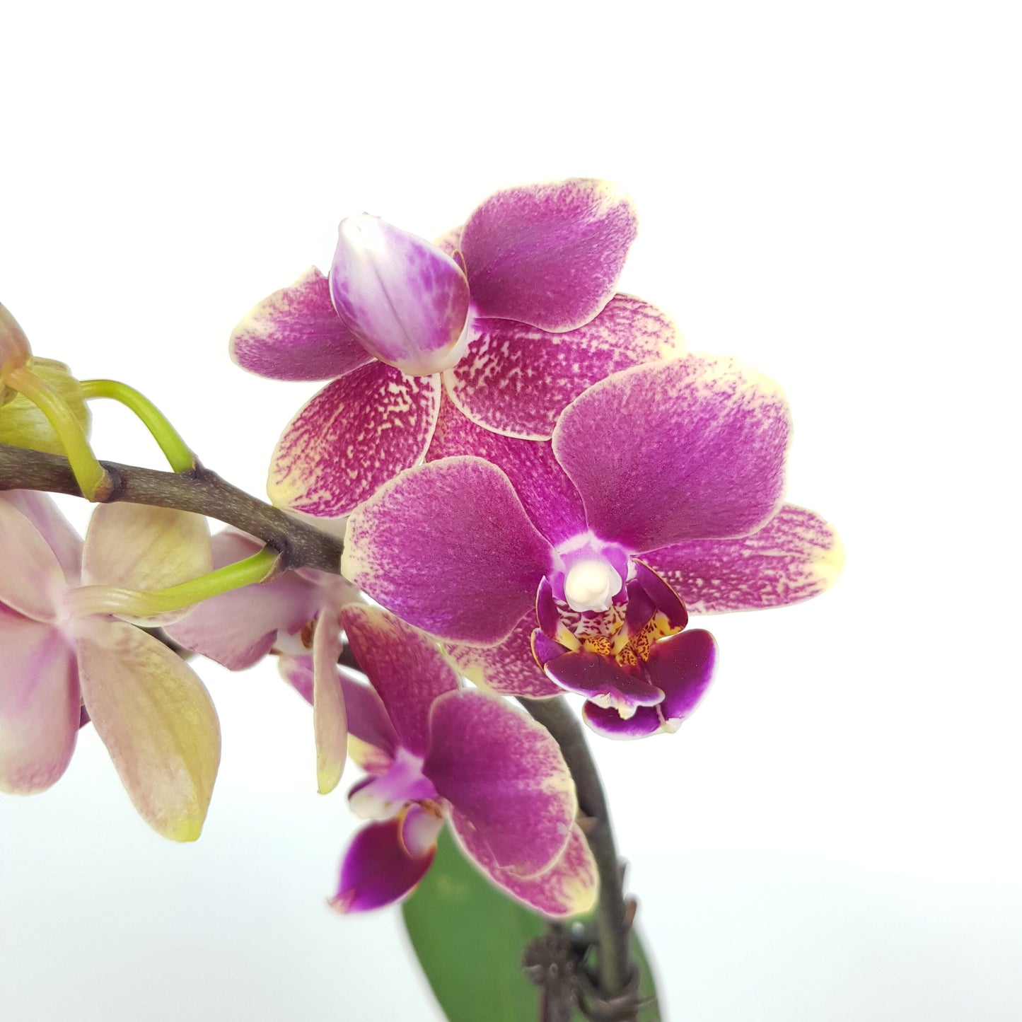 Phalaenopsis Mini  - 2 Tone Purple *Without Pot*