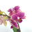 Phalaenopsis Mini (Imported) - 2 Tone Purple *Without Pot*