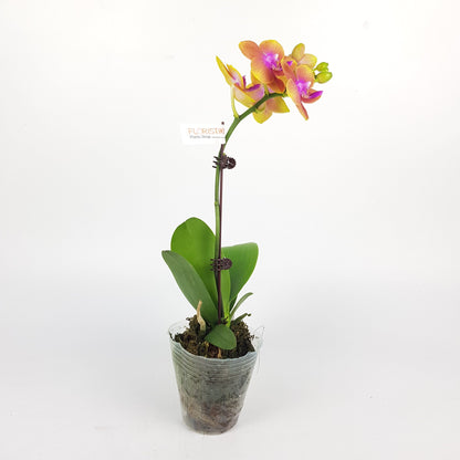 Phalaenopsis Mini - 2 Tone Brown *Without Pot*