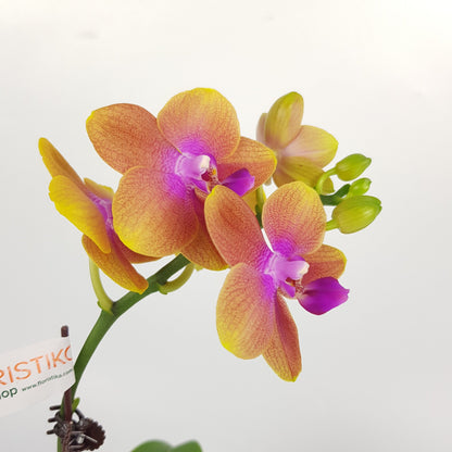 Phalaenopsis Mini - 2 Tone Brown *Without Pot*