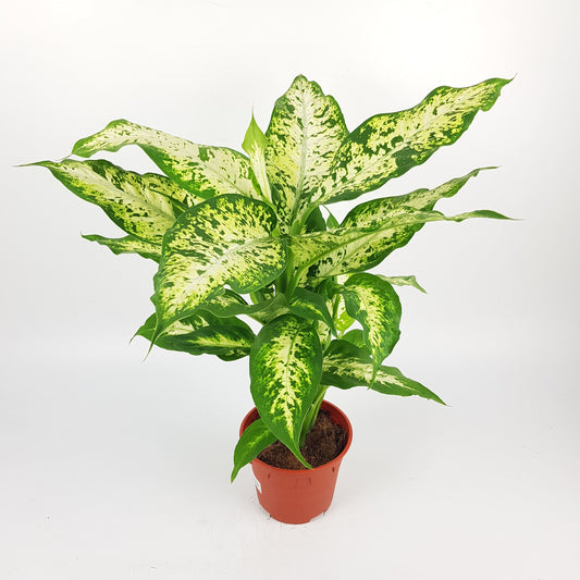 Dieffenbachia Compacta P150