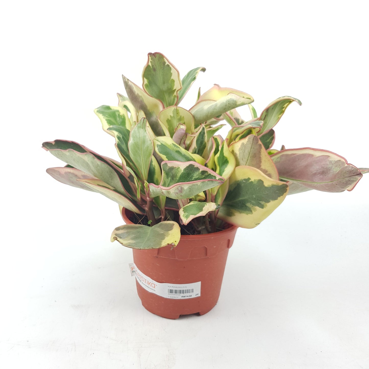 Peperomia Clusiifolia P150