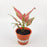 Aglaonema Red Valentine P120