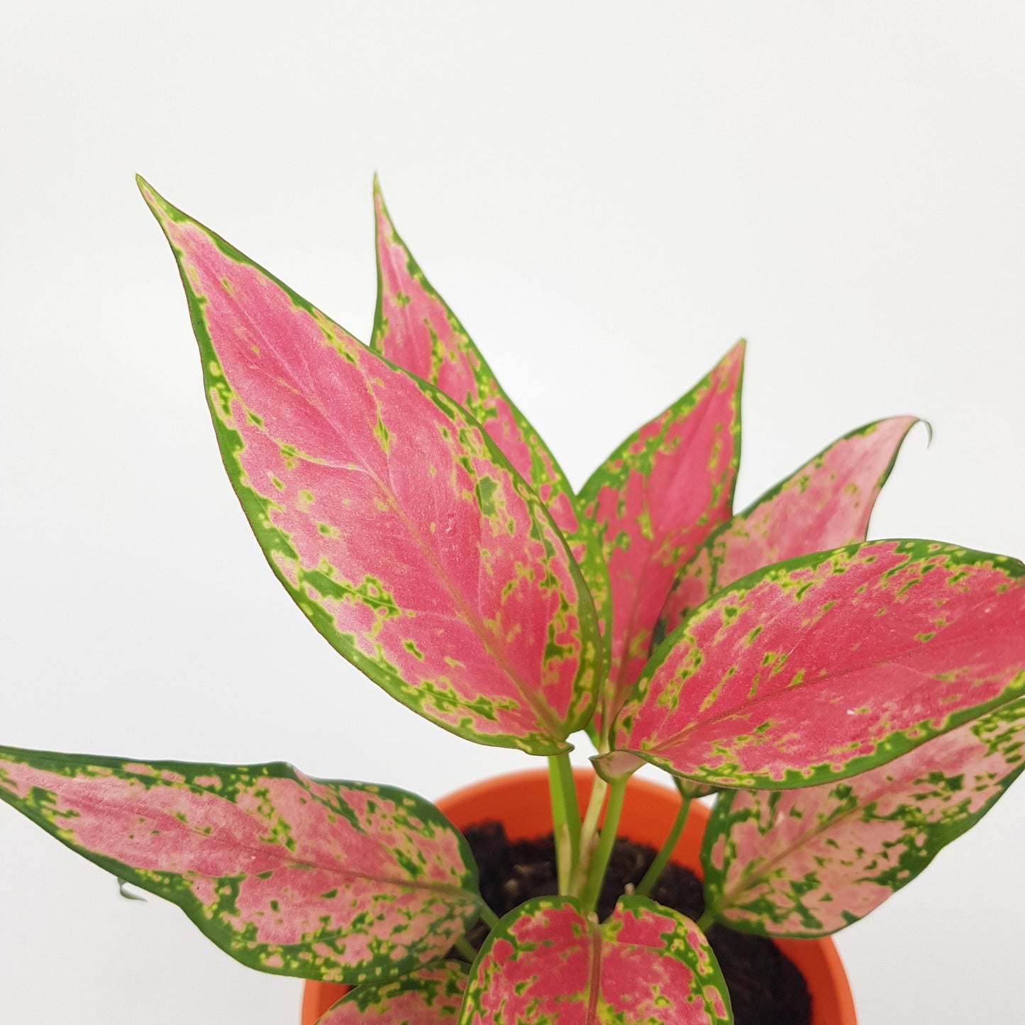 Aglaonema Red Valentine P120