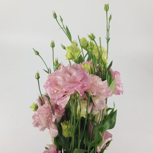 Eustoma - Pink