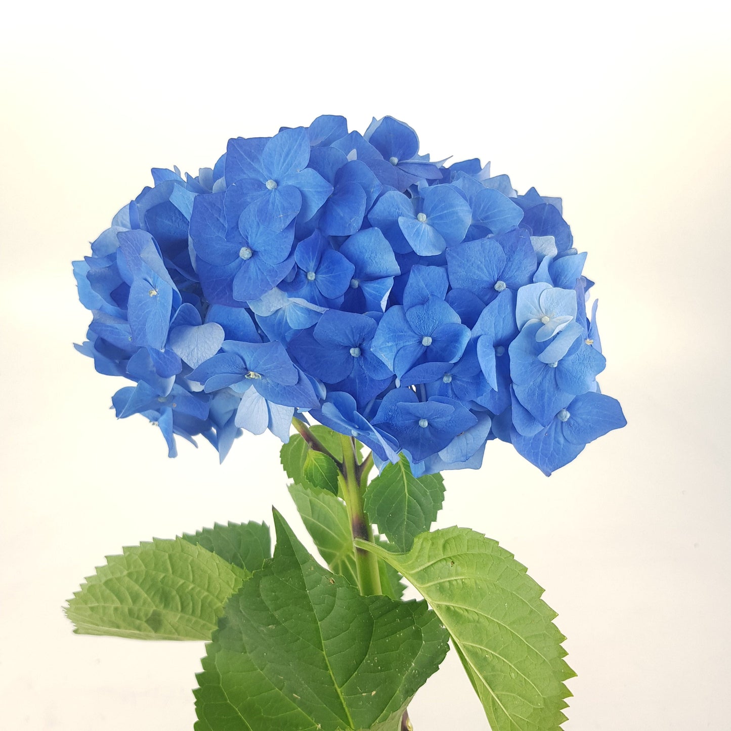 Hydrangea Bela - Blue