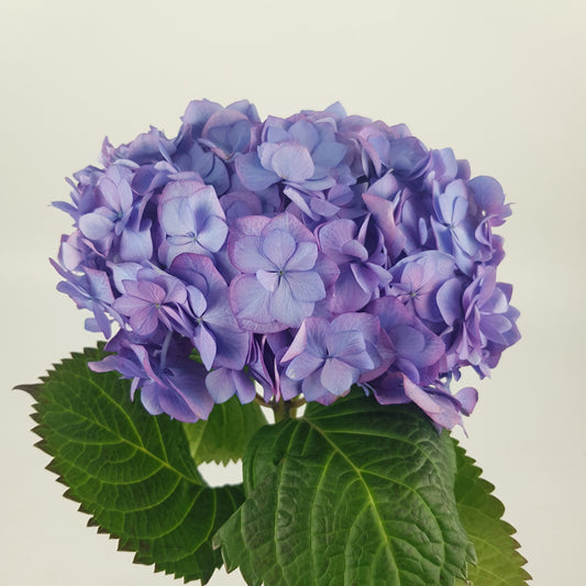 Hydrangea My Beautiful Riviera - 2 Tone Purple Blue