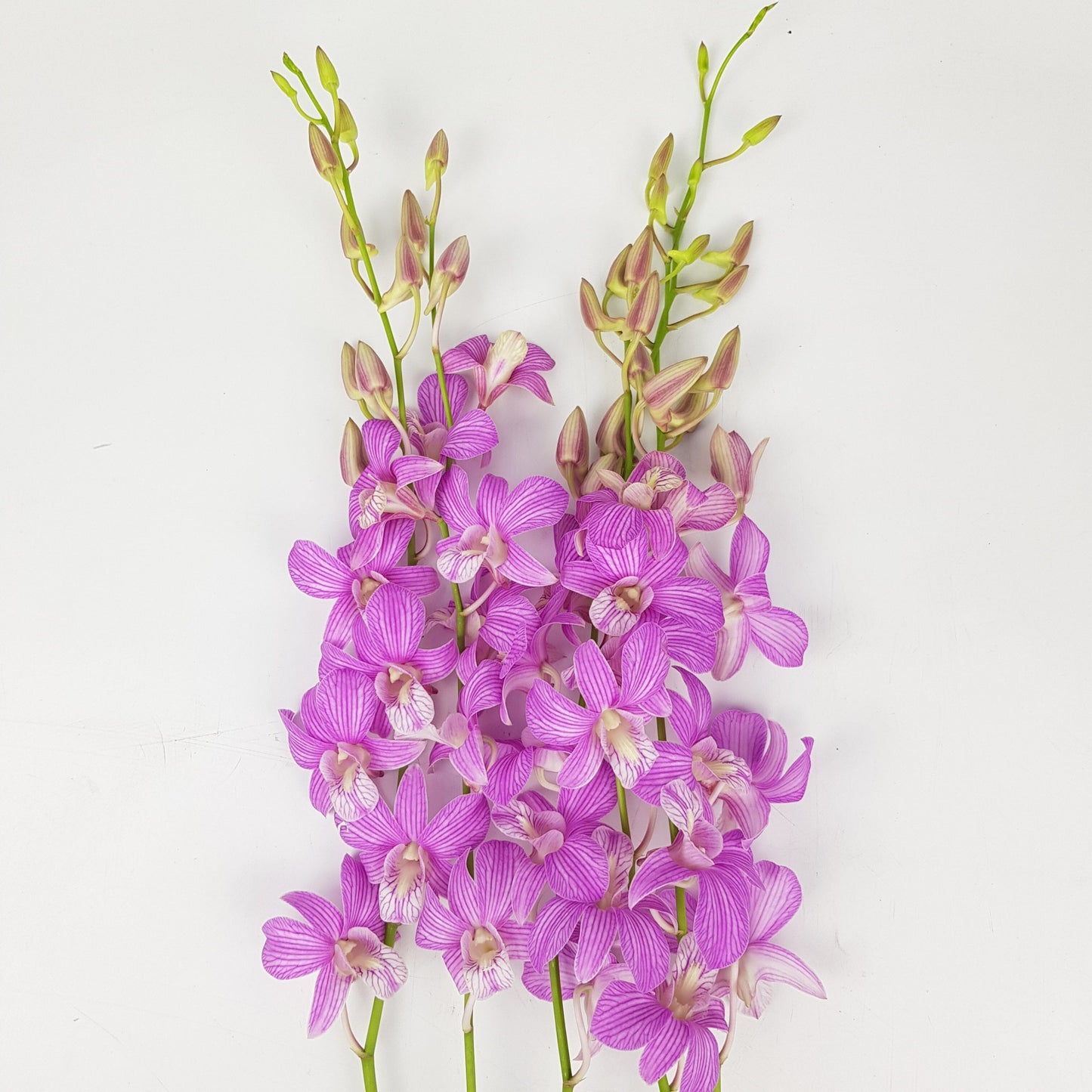 Orchid - Purple (5 Stems)